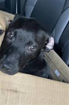 LIBERTY -  Labrador Retriever Dog for Adoption in San Antonio, Texas - LIBERTY | PetCurious