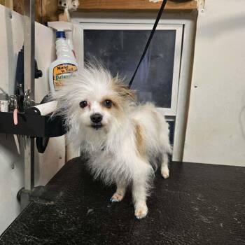 Terrier Dogs Available for Adoption in Uxbridge, Massachusetts - Chloe | PetCurious