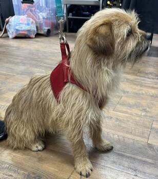 Fin (A112911) -  Norfolk Terrier Dog for Adoption in Pahrump, Nevada - Fin (A112911) | PetCurious