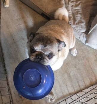 Toby -  Pug Dog for Adoption in Pelham, Massachusetts - Toby | PetCurious