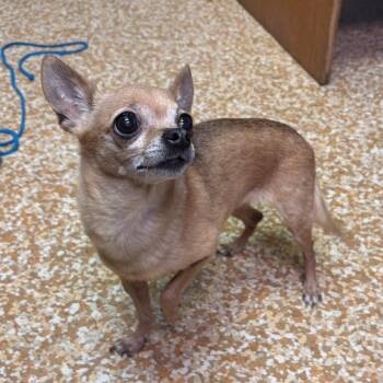 Dinah -  Chihuahua Dog for Adoption in Chehalis, Washington - Dinah | PetCurious