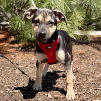 German Shepherd Dog and Mixed Breed Dogs Available for Adoption in East Hampton, New York - Rose | PetCurious