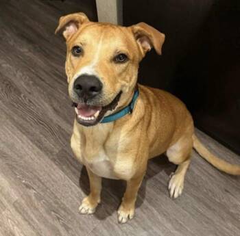 Yellow Labrador Retriever and Pit Bull Terrier Dogs Available for Adoption in Houston, Texas - Butter  | PetCurious