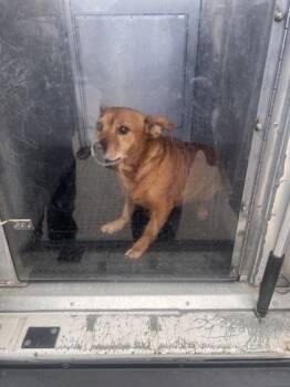 Pee wee - 1 -  Mixed Breed Dog for Adoption in Daytona Beach, Florida - Pee Wee - 1 | PetCurious