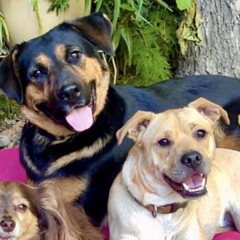 Mama Bear-Video -  Rottweiler and German Shepherd Dog Dog for Adoption in Pasadena, California - Mama Bear-Video | PetCurious