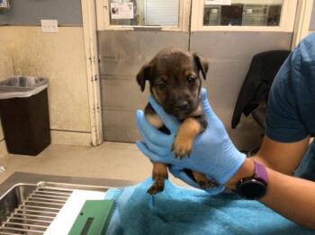 A1918531 -  German Shepherd Dog and Mixed Breed Dog for Adoption in Riverside, California - A1918531 | PetCurious