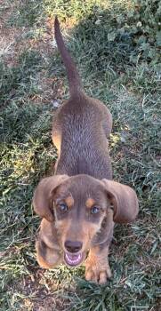 Rootbeer -  Dachshund Dog for Adoption in Hesperia, California - Rootbeer | PetCurious