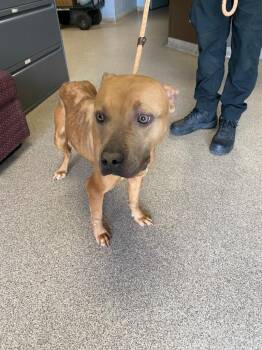 Pit Bull Terrier Dogs Available for Adoption in Troy, Ohio - Honey | PetCurious