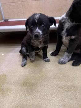 Irene -  Mixed Breed Dog Available for Adoption in Hobbs, New Mexico - Irene | PetCurious