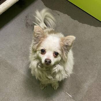Selena -  Pomeranian and Mixed Breed Dog for Adoption in Spokane, Washington - Selena | PetCurious