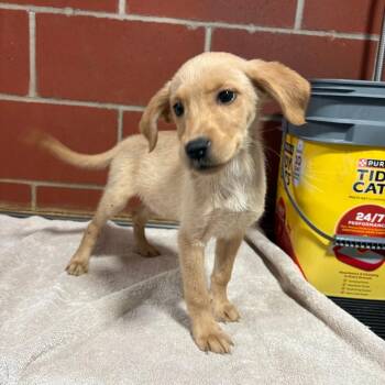 (Found) Hazel -  Golden Retriever and Mixed Breed Dog for Adoption in Cabot, Arkansas - (Found) Hazel | PetCurious