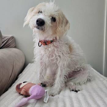 Sweetie Pie -  Miniature Poodle and Portuguese Water Dog Dog for Adoption in Corpus Christi, Texas - Sweetie Pie | PetCurious