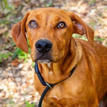 Meatball -  Mixed Breed Dog for Adoption in Lansing, Michigan - Meatball | PetCurious