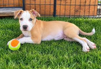 Boss -  Terrier Dog for Adoption in Colorado Springs, Colorado - Boss | PetCurious