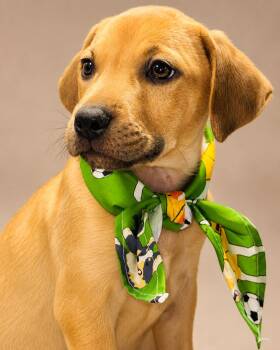 Jack Russell Terrier and Beagle Dogs Available for Adoption in Nahunta, Georgia - SPUNKY | PetCurious