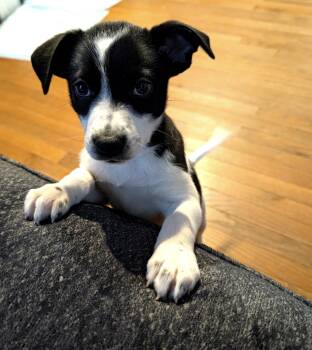 Sylvie -  Border Collie and Australian Shepherd Dog for Adoption in Fredericksburg, Virginia - Sylvie | PetCurious