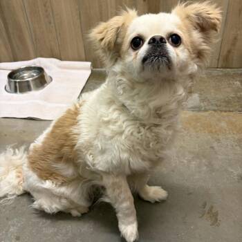 Pekingese Dogs Available for Adoption - Polo | PetCurious