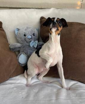 Lea -  Cavalier King Charles Spaniel and Chihuahua Dog for Adoption in Fort Worth, Texas - Lea | PetCurious
