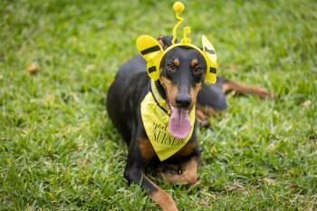 Doberman Pinscher Dogs Available for Adoption in Pearland, Texas - Java  | PetCurious