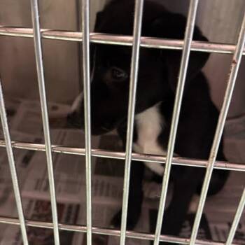 Boopkins -  Mixed Breed Dog for Adoption in Gadsden, Alabama - Boopkins | PetCurious