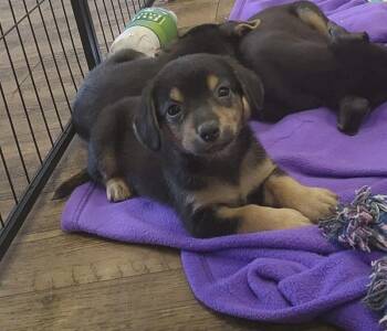 Blair (Born 04/26/26) -  Terrier Dog for Adoption in Troy, Alabama - Blair (Born 04/26/26) | PetCurious