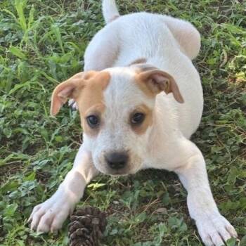 Ernie -  Cattle Dog and Vizsla Dog for Adoption in Gilbert, Arizona - Ernie | PetCurious
