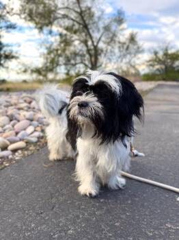 Bubba -  Shih Tzu Dog for Adoption in Fruit Heights, Utah - Bubba | PetCurious