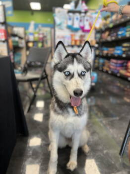 Rescue Siberian Husky Dogs for Adoption in Carrollton, Texas - Skylar | PetCurious