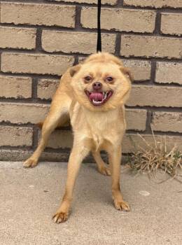 Poly Styrene -  Chihuahua and Pug Dog for Adoption in Columbus, Nebraska - Poly Styrene | PetCurious