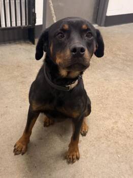 Wednesday -  Rottweiler Dog for Adoption in Cleveland, Ohio - Wednesday | PetCurious