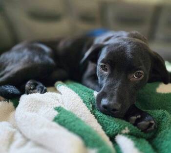 Black Labrador Retriever Dogs Available for Adoption in North Prairie, Wisconsin - **EVERLY** | PetCurious