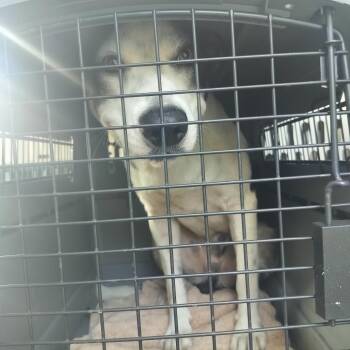 Aspen -  Mixed Breed Dog for Adoption - Aspen | PetCurious