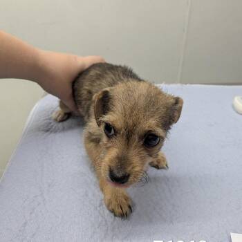 HELENA -  Chihuahua and Terrier Dog for Adoption in Chico, California - HELENA | PetCurious