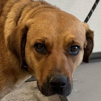 Mixed Breed Dogs Available for Adoption in Las Cruces, New Mexico - 105975 | PetCurious