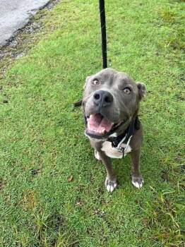 INDIANA -  American Bulldog Dog for Adoption in Doral, Florida - INDIANA | PetCurious