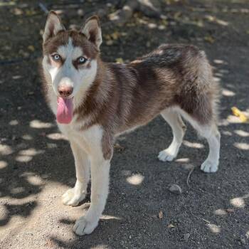 Rescue Husky Dogs for Adoption in Antioch, California - Allie | PetCurious