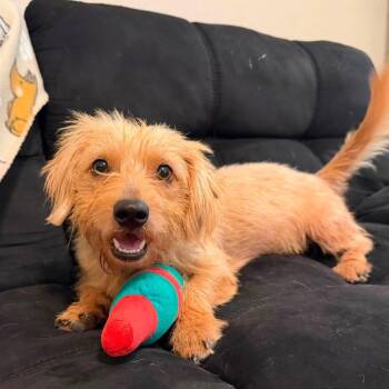 Banjo C731 -  Terrier Dog for Adoption in Allen, Texas - Banjo C731 | PetCurious