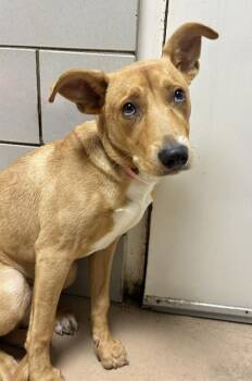 Tito -  Mixed Breed Dog for Adoption in Nashville, Tennessee - Tito | PetCurious