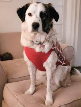 Rescue Great Pyrenees Dogs for Adoption in Kiowa, Oklahoma - Gentry | PetCurious