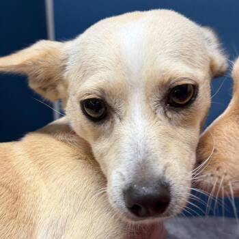 mary -  Chihuahua Dog for Adoption in Yuma, Arizona - Mary | PetCurious