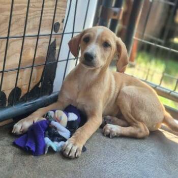 Twister -  Beagle and Mixed Breed Dog for Adoption in Dover, Arkansas - Twister | PetCurious