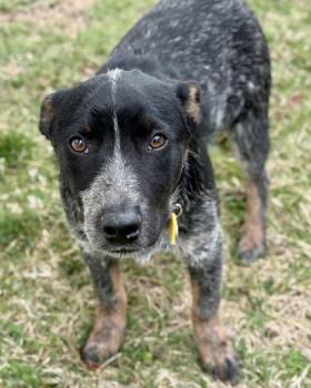 Cattle Dog Dogs Available for Adoption - Rory | PetCurious