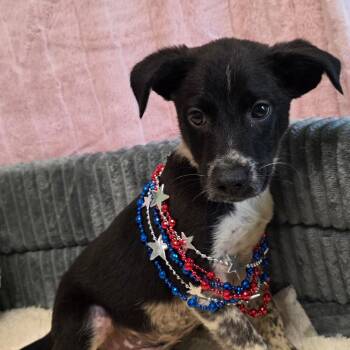 Hotch -  Rat Terrier Dog for Adoption in Wiggins, Mississippi - Hotch | PetCurious