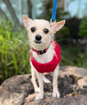Rescue Yorkshire Terrier and Chihuahua Dogs for Adoption in Palo Alto, California - Chanel | PetCurious