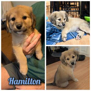 Labrador Retriever and Great Pyrenees Dogs Available for Adoption - Hamilton  | PetCurious