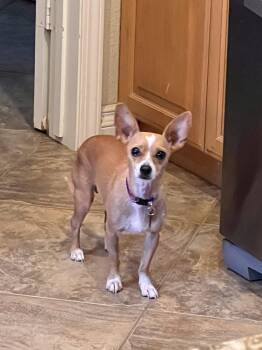 Carmen -  Chihuahua Dog for Adoption in Orange, California - Carmen | PetCurious