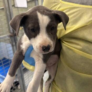 Pit Bull Terrier Dogs Available for Adoption - Zephyr | PetCurious