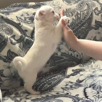 Sanji -  Shih Tzu and Chihuahua Dog for Adoption in Woodinville, Washington - Sanji | PetCurious