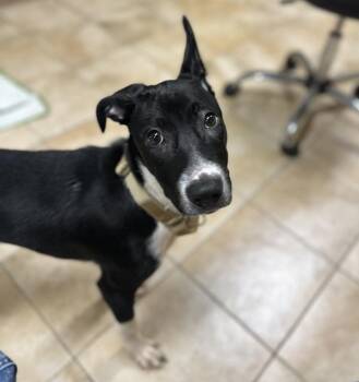 Preston (mcas) -  Border Collie Dog for Adoption in Troutdale, Oregon - Preston (mcas) | PetCurious