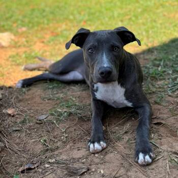 Rescue Mixed Breed Dogs for Adoption - Clarice | PetCurious